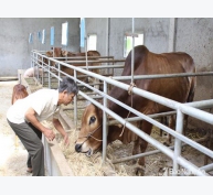 Nông dân ở Nghệ An lắp dàn âm thanh lớn cho bò nghe nhạc cả ngày