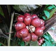 Loài cây quý ra quả đỏ, thơm dưới gốc, mỗi vụ thu cả trăm tấn