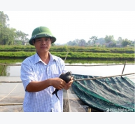 Nuôi ếch cùng cá, cho ăn tỏi và uống nước cỏ nồi thu cả trăm triệu tại Nghệ An