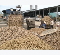 Xuất khẩu sắn đối mặt cạnh tranh khốc liệt từ Thái Lan