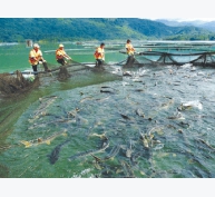Kết cấu một số loại lồng bè nuôi cá ở sông suối, hồ chứa