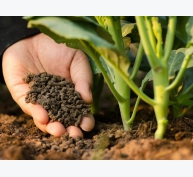 Phân bón hữu cơ góp phần phát triển nông nghiệp sạch