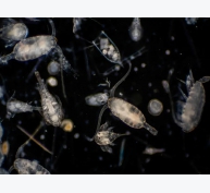 Phát triển thành công hệ thống cảnh báo tảo độc tại Scotland