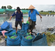 Xuất khẩu tôm sang thị trường Trung Quốc tăng mạnh tại Cà Mau