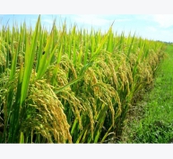 Giá lúa tăng trở lại ở các vùng đồng bằng sông Cửu Long