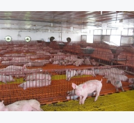 Phòng bệnh cho vật nuôi giai đoạn giao mùa