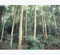 Trồng rừng gỗ lớn nâng cao giá trị rừng trồng