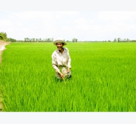 Sản xuất lúa gạo an toàn, đạt chất lượng cao