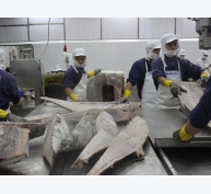 Xuất khẩu cá ngừ sụt giảm ở nhiều thị trường