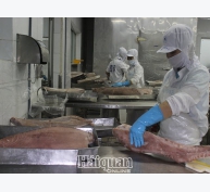 Xuất khẩu cá ngừ sang Hy Lạp tăng đột biến