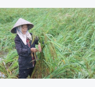 Lúa đổ hàng loạt do mưa lớn tại Nam Định