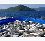 RIA1 - Nơi đưa nuôi biển Việt Nam lên tầm cao mới