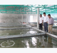 Nông nghiệp công nghệ cao-nuôi ốc hương trong nhà, thu 10 tỷ mỗi năm tại Quảng Trị