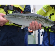 Thức ăn vi tảo có thể thúc đẩy khả năng chống rận biển ở cá hồi không?