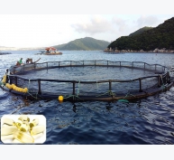 Tối ưu tăng trưởng cá biển nuôi bằng việc bổ sung DHA hợp lý