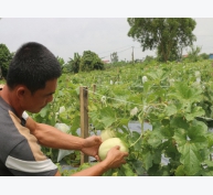 Trồng dưa hữu cơ, giá đắt nhưng lúc nào cũng 'cháy hàng'