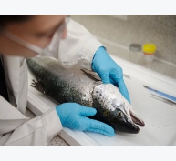 Phát triển một công cụ kiểm tra hàng loạt bệnh tim cá