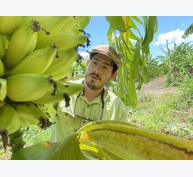 Nhà khoa học trẻ và nhiệm vụ tìm giống chuối hoàn hảo cho Hawaii