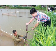 Một số giải pháp phòng chống dịch bệnh thủy sản trong mùa mưa bão