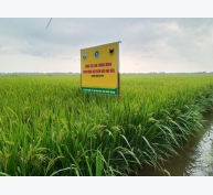 Giải pháp canh tác lúa hiệu quả trên vùng đất nhiễm mặn