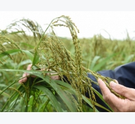 Cánh đồng lúa Nếp hạt cau hữu cơ khiến sâu bọ 'gãy răng'