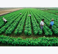 Việt Nam hướng đến nông nghiệp sinh thái và phát triển bền vững