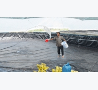 Hiệu quả từ mô hình nuôi tôm trong nhà bạt tại Giao Thiện Nam Định