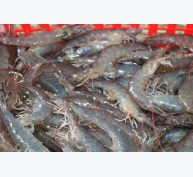 Nhiều nguy cơ phát sinh và lây lan dịch bệnh trên tôm nuôi ở Phú Yên