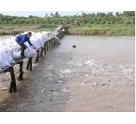 Cung Ứng 60 - 70% Cá Tra Giống Cho Đồng Bằng Sông Cửu Long