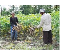 Cây Sắn Lên Ngôi