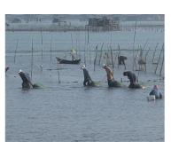 Mô Hình Lồng Lưới - Hướng Đi Mới Cho Cây Rong Sụn Ở Cam Ranh (Khánh Hòa)