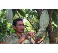 Cacao Được Mùa, Giá Tăng 30% So Với Cùng Kỳ Năm Ngoái