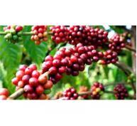 Thị Trường Cà Phê Robusta Đối Mặt Mức Thiếu Cung Lớn Nhất Trong 9 Năm