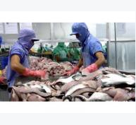 Việt Nam Không Bán Phá Giá Filet Cá Tra, Cá Ba Sa Vào Hoa Kỳ