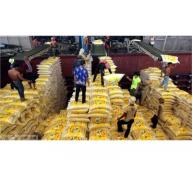 Thái Lan Lỗ Bao Nhiêu Trong Toàn Bộ Chương Trình Trợ Giá Gạo?