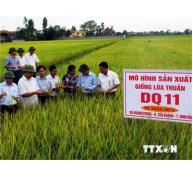 Thành Lập Viện Nghiên Cứu Lúa Quốc Tế Đầu Tiên Tại Việt Nam