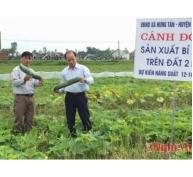 25 ha bí xanh ở Hưng Tân thu nhập cao gấp 3 lần cây trồng khác