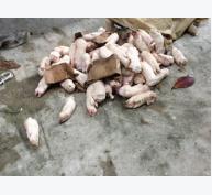 Bắt hơn 3 tấn thịt đông lạnh tạm nhập tái xuất quay lại Việt Nam