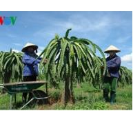 Bình Thuận sản xuất thanh long sạch tìm thị trường mới
