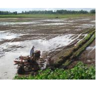 Bón lân nung chảy Lâm Thao cho lúa trên đất phèn