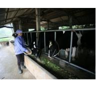 Chăn nuôi bò sữa ở Hà Nội sức cạnh tranh kém