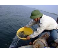 Chuẩn bị thả gần 800.000 con cá giống vào hồ Dầu Tiếng