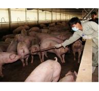 Công ty C.P Việt Nam ngưng hợp đồng chăn nuôi vĩnh viễn với trang trại có sử dụng chất tạo nạc