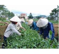Đài Loan dội gáo nước lạnh thị trường trà Việt lao đao