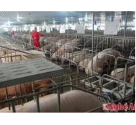Đầu tư hơn 100 tỷ đồng chăn nuôi lợn sinh sản