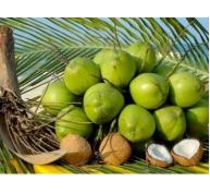 Dừa tràn ngập Cà Mau, giá bán giảm mạnh