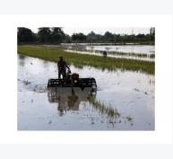 Gần 212.000 ha lúa Đông Xuân gieo sớm có thể gặp rủi ro