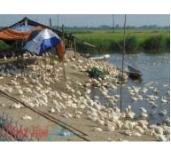 Gia trại vịt chạy đồng ở Hương Phong