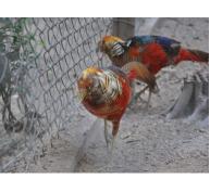 Giáp chim tiết lộ bí quyết nuôi trĩ bảy màu sinh sản