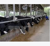 Hà Nội áp dụng công nghệ tiên tiến trong chăn nuôi bò sữa